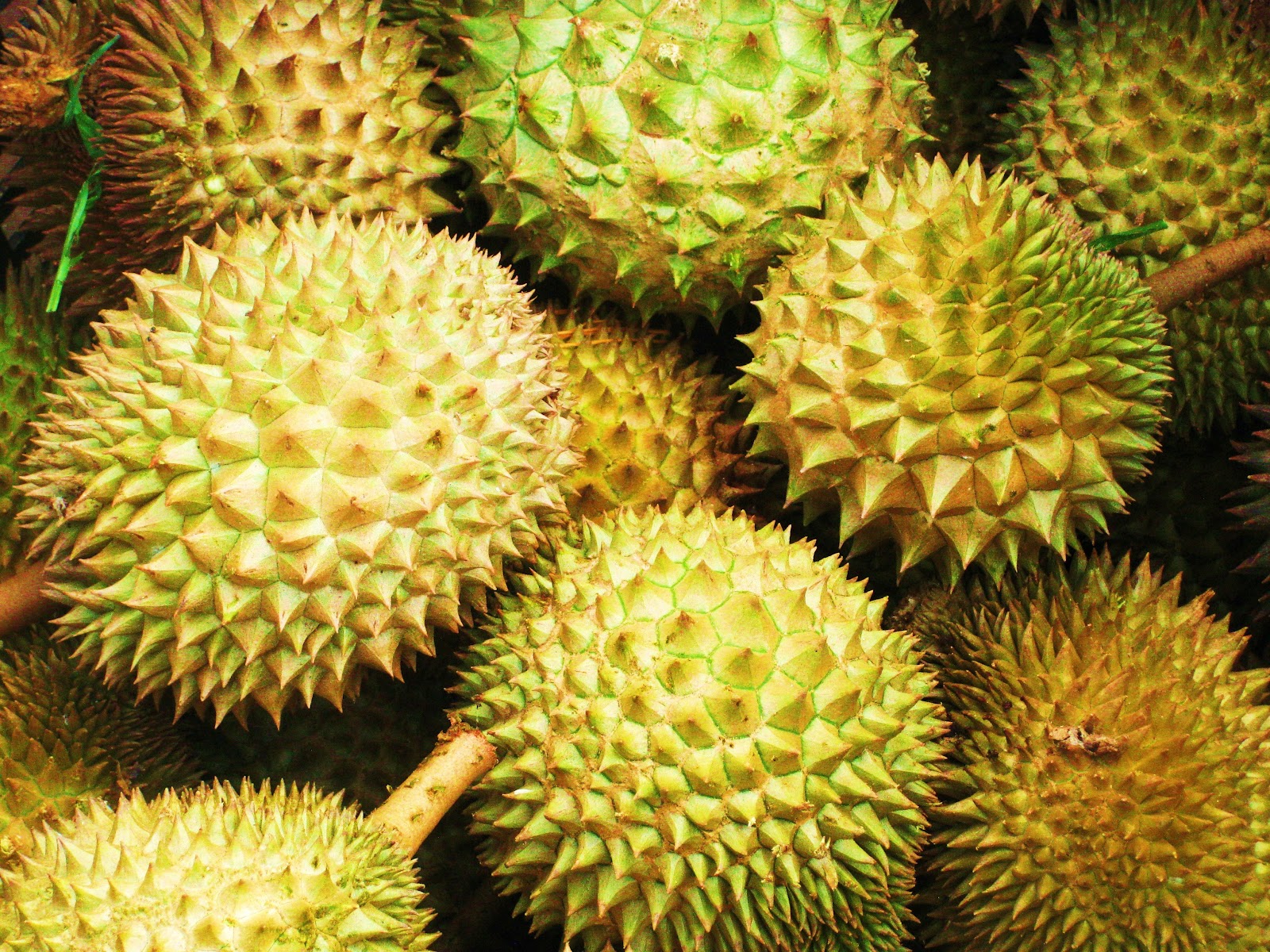 Manfaat Durian Bagi Kesehatan Tubuh DRAFt